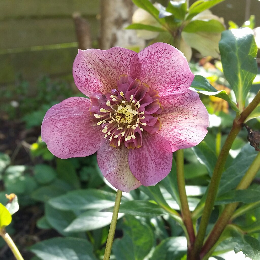 Hellebore Tutu in the GardenTags plant encyclopedia