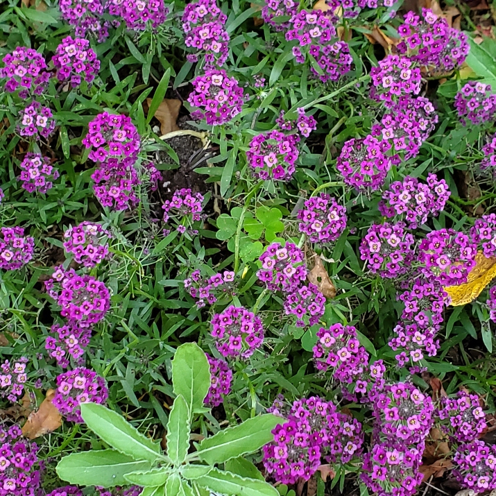 Sweet Alyssum Purple Stream in the GardenTags plant encyclopedia