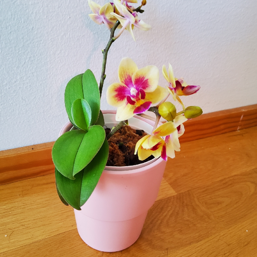 Miniature Moth Orchid in the GardenTags plant encyclopedia