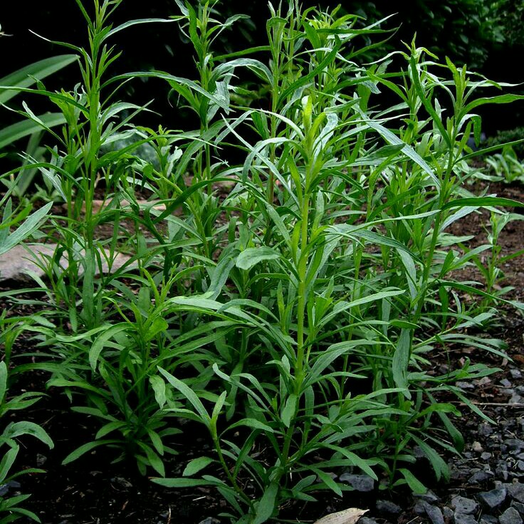 Russian Tarragon in the GardenTags plant encyclopedia