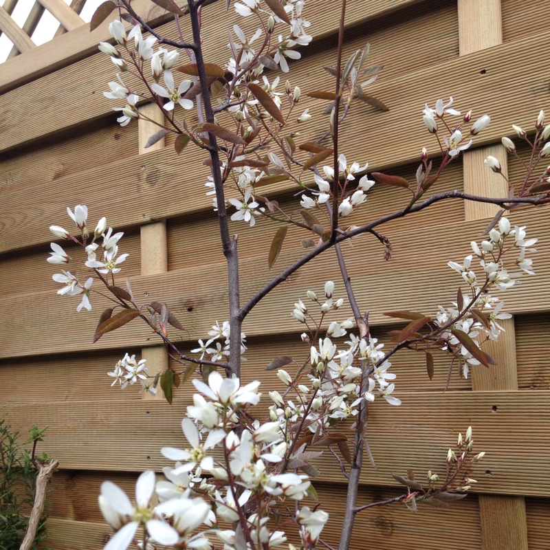 Canadian Serviceberry in the GardenTags plant encyclopedia