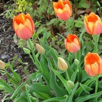 Tulip Orange Bouquet (Triumph) in the GardenTags plant encyclopedia