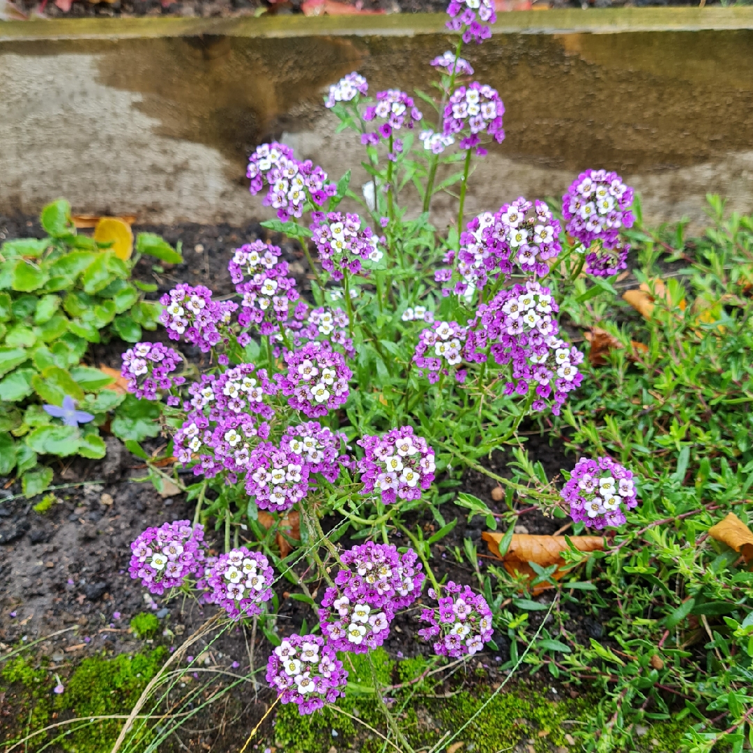 Sweet Alyssum Violet Queen in the GardenTags plant encyclopedia