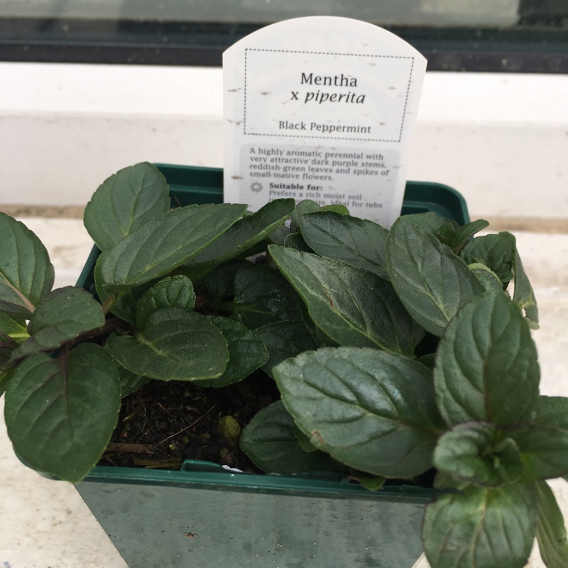 Black Peppermint in the GardenTags plant encyclopedia