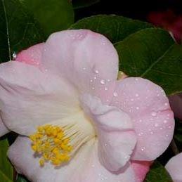 Camellia April Remembered in the GardenTags plant encyclopedia