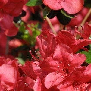 Azalea Mothers Day in the GardenTags plant encyclopedia