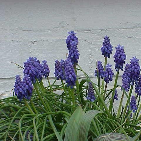 Grape Hyacinth (Species) Armenian Grape Hyacinth in the GardenTags plant encyclopedia