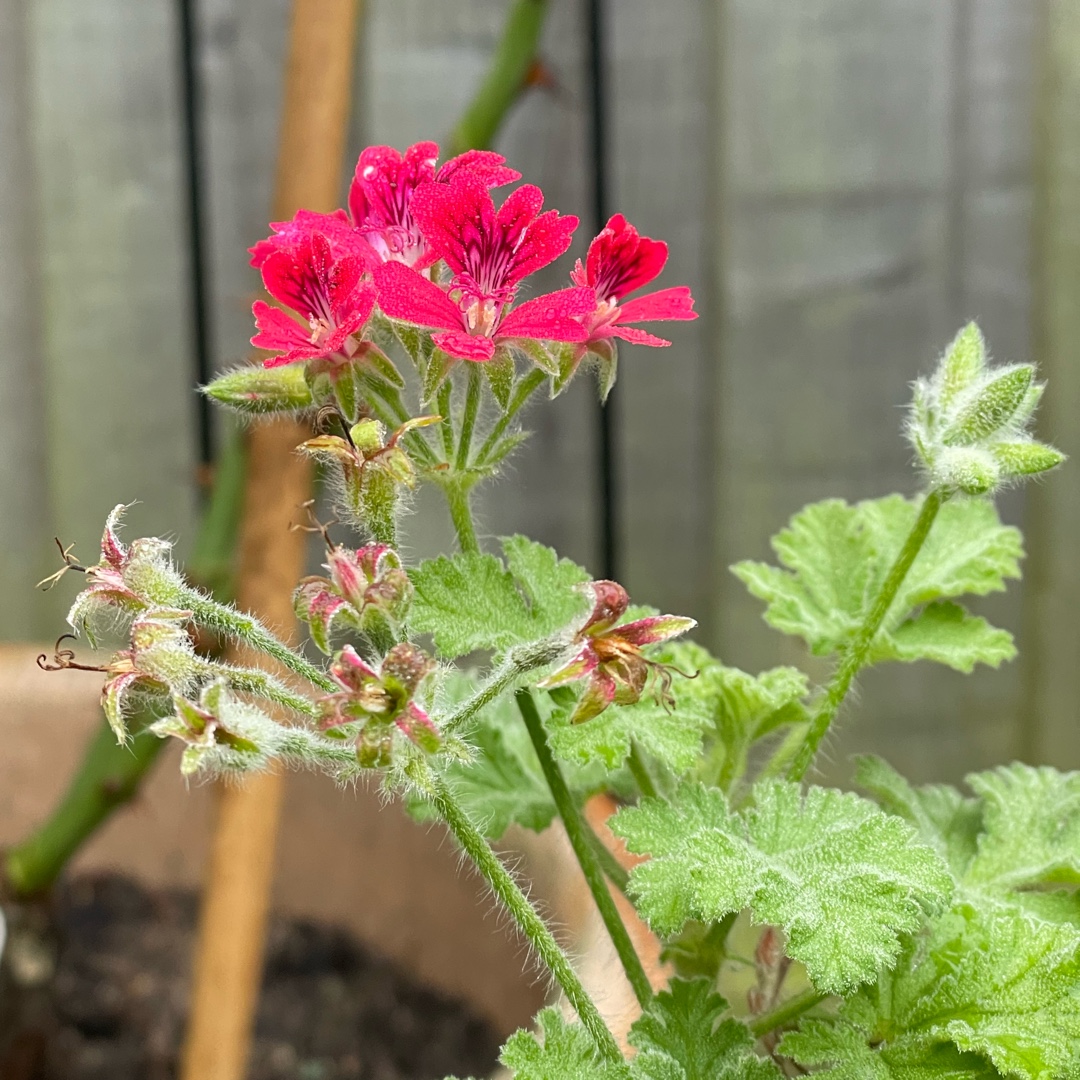 Pelargonium ‘Concolor Lace' , Concolor Lace in GardenTags plant ...