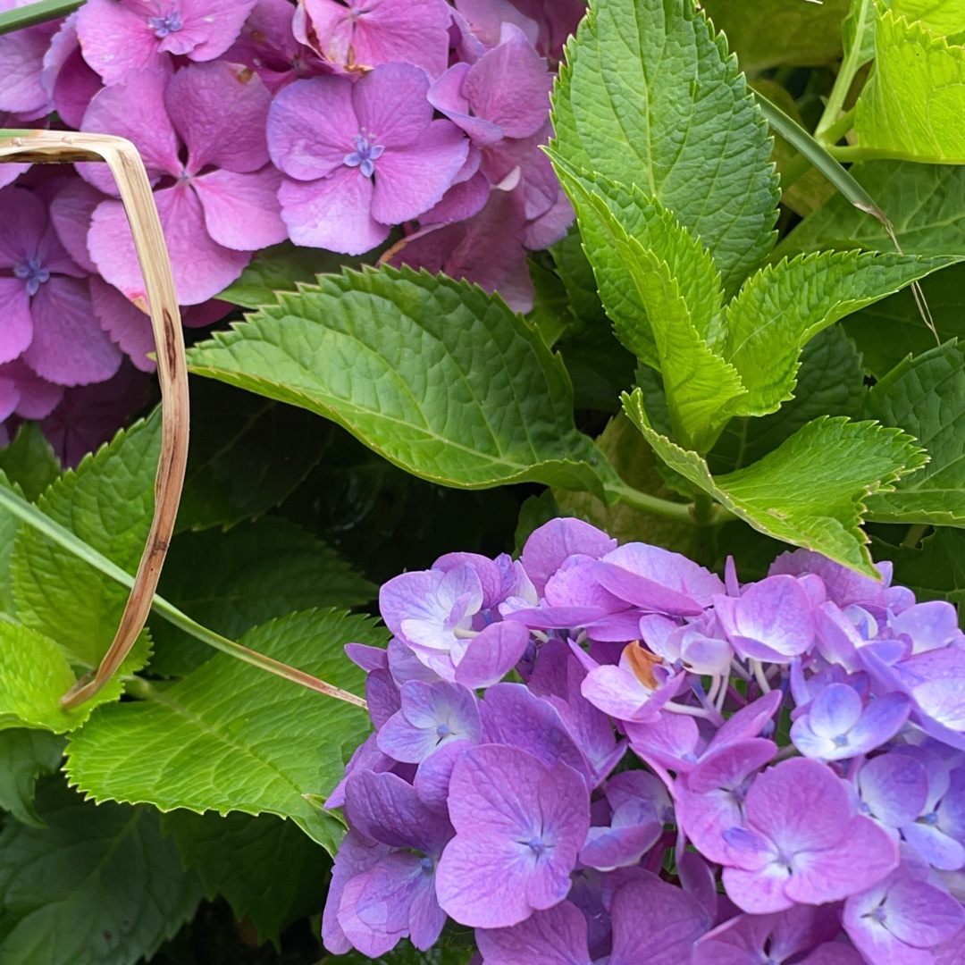 Hydrangea ‘Minty Ice Flair and Flavours Series in the GardenTags plant encyclopedia