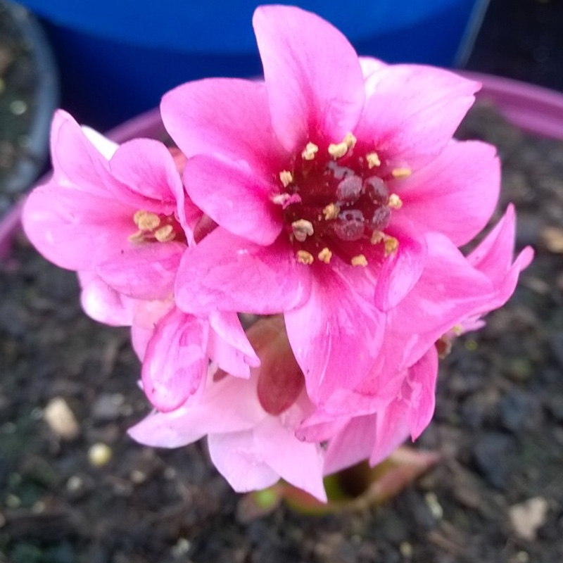 Elephants Ears Sakura in the GardenTags plant encyclopedia