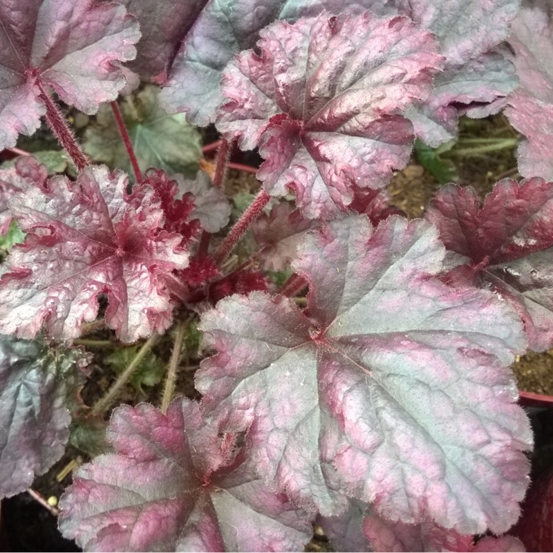 Alumroot Berry Marmalade in the GardenTags plant encyclopedia