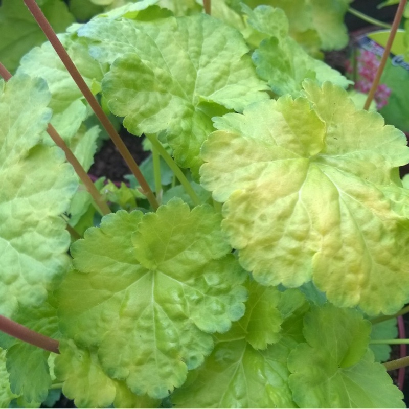 Alumroot Little Cutie Sweet Tart in the GardenTags plant encyclopedia