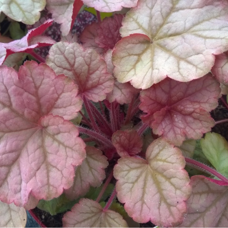 Alumroot Pinot Gris in the GardenTags plant encyclopedia