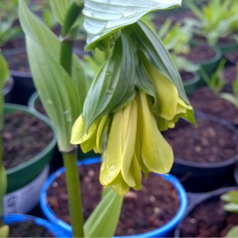 Yellow Fairy Bells in the GardenTags plant encyclopedia