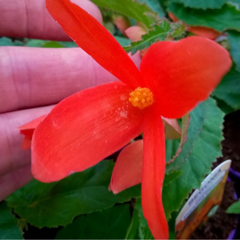 Tuberous Begonia Waterfall Encanto Orange in the GardenTags plant encyclopedia