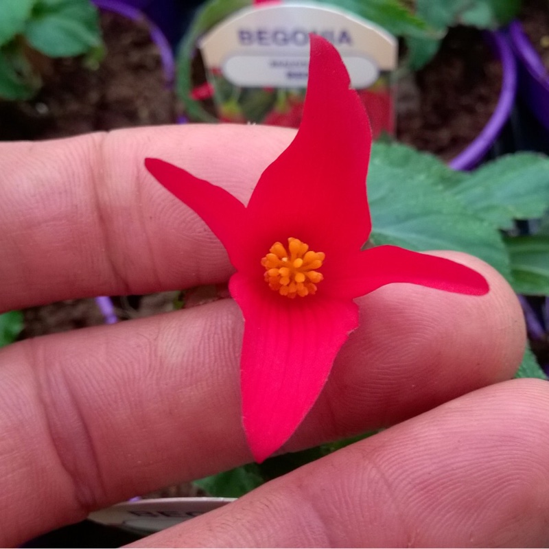 Begonia Beauvilia Red in the GardenTags plant encyclopedia