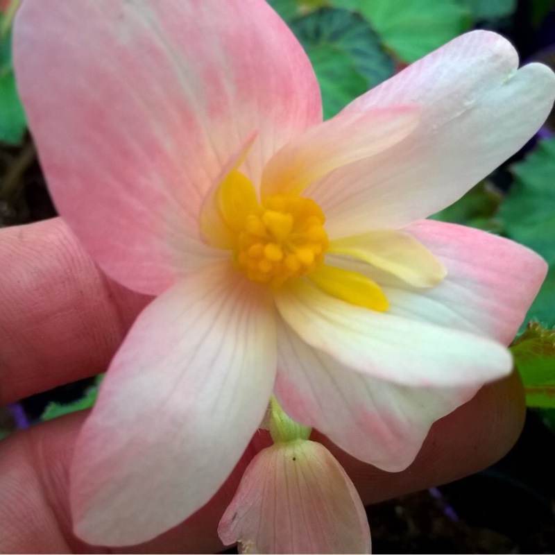 Tuberous Begonia Angel Soft Orange in the GardenTags plant encyclopedia