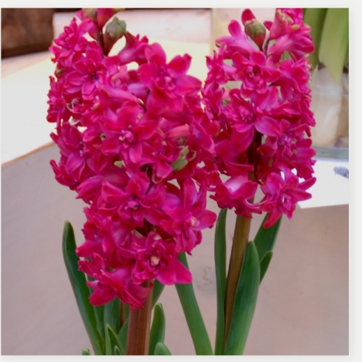 Hyacinth Red Diamond in the GardenTags plant encyclopedia