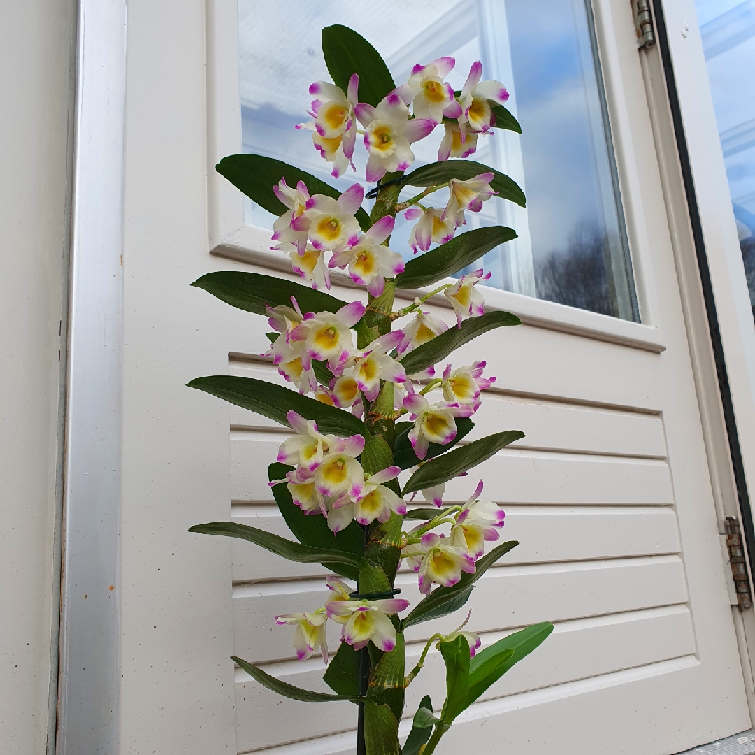 Dendrobium Bright Eye in the GardenTags plant encyclopedia