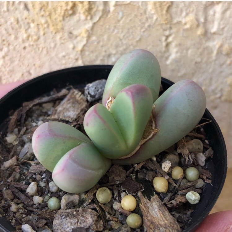 Living stones in the GardenTags plant encyclopedia