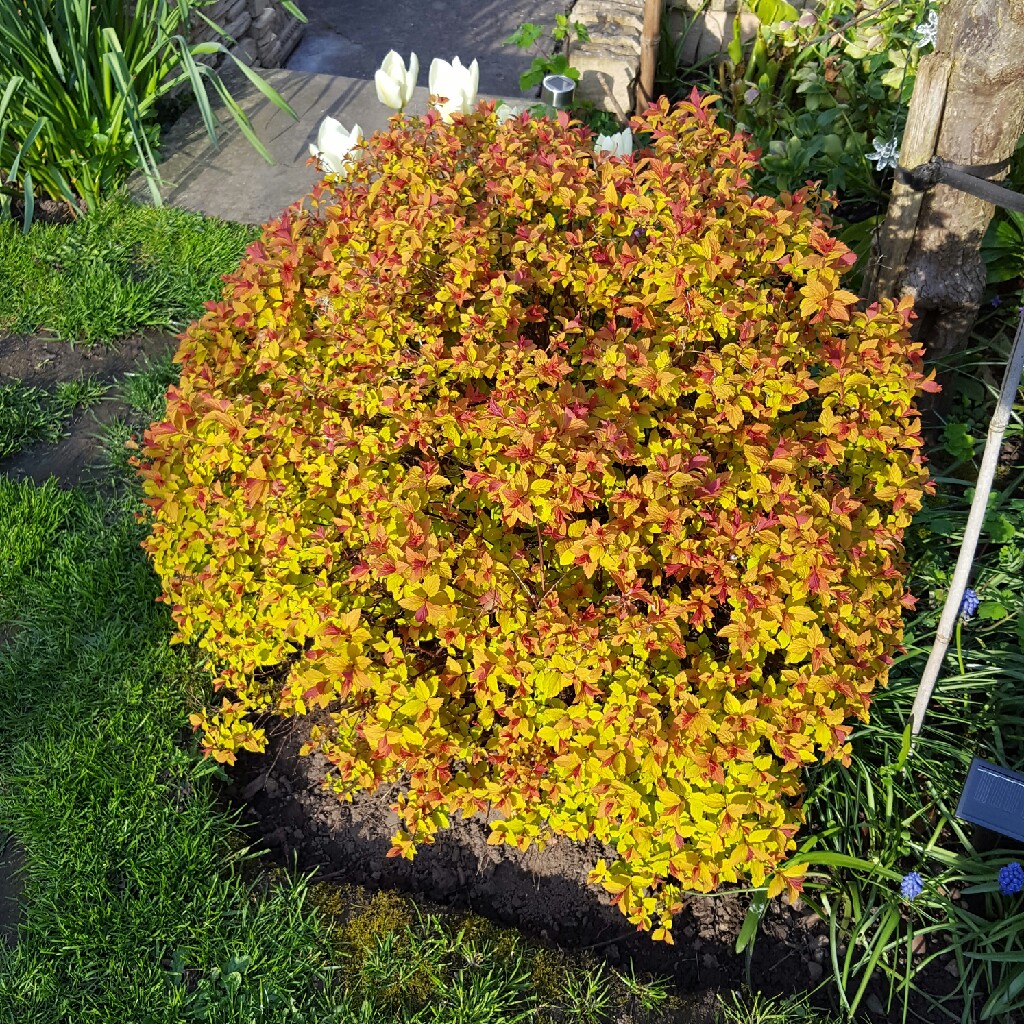 Spiraea Magic Carpet in the GardenTags plant encyclopedia