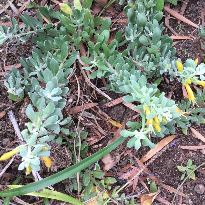 Emu Bush in the GardenTags plant encyclopedia