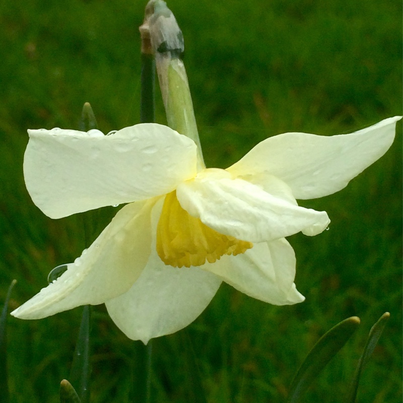 Daffodil Queen of the North (Small-cupped) in the GardenTags plant encyclopedia