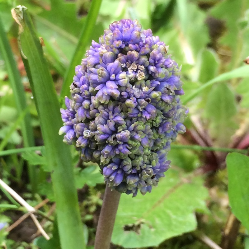 Grape Hyacinth Blue Spike in the GardenTags plant encyclopedia