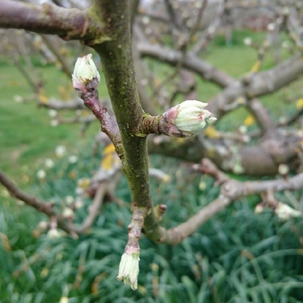 Apple Upton Pyne in the GardenTags plant encyclopedia