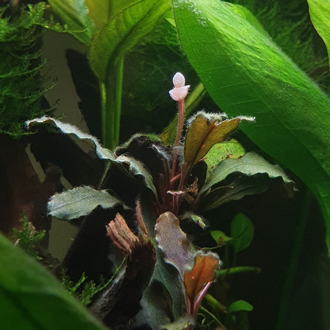 Bucephalandra Super Blue in the GardenTags plant encyclopedia