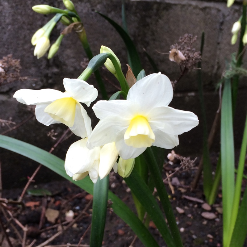 Daffodil Silver Chimes (Tazetta) in the GardenTags plant encyclopedia