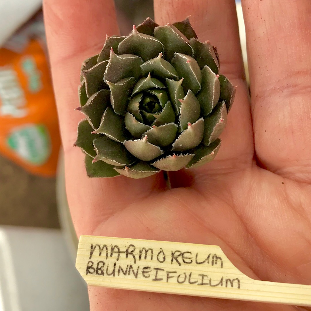 Sempervivum Marmoreum Braunii in the GardenTags plant encyclopedia