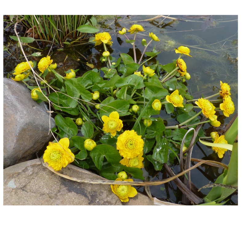 Double Marsh Marigold in the GardenTags plant encyclopedia