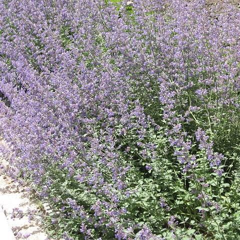 Catnip in the GardenTags plant encyclopedia