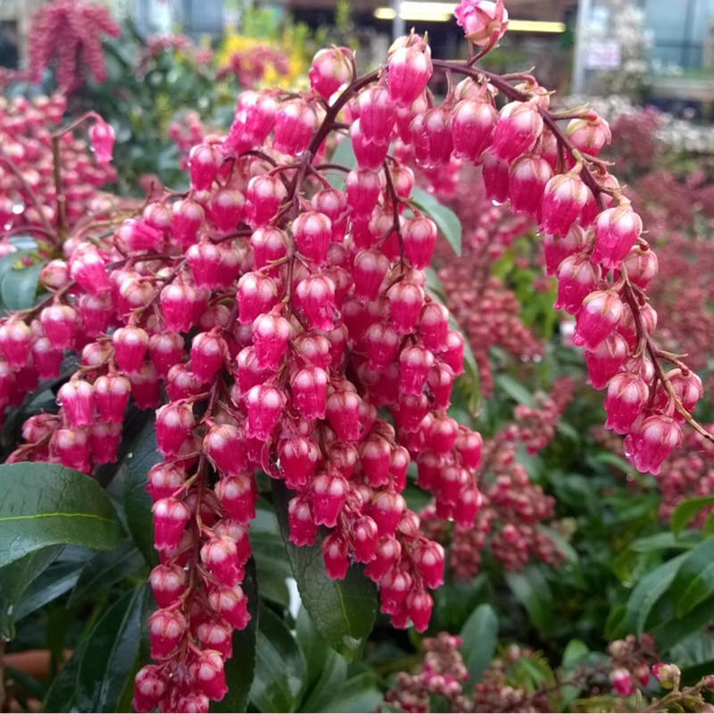 Pieris Passion in the GardenTags plant encyclopedia