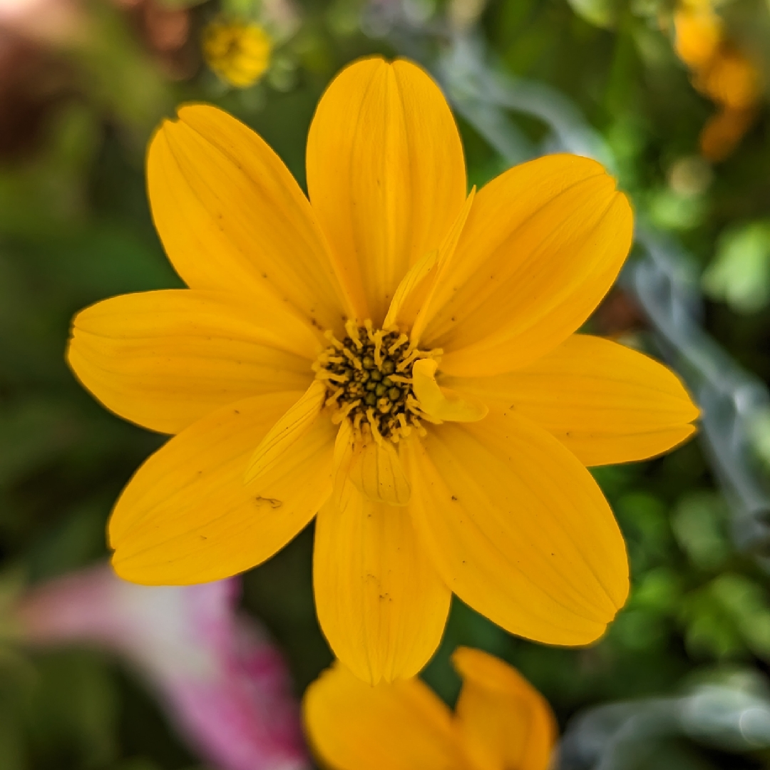 Bidens Golden Empire

 in the GardenTags plant encyclopedia