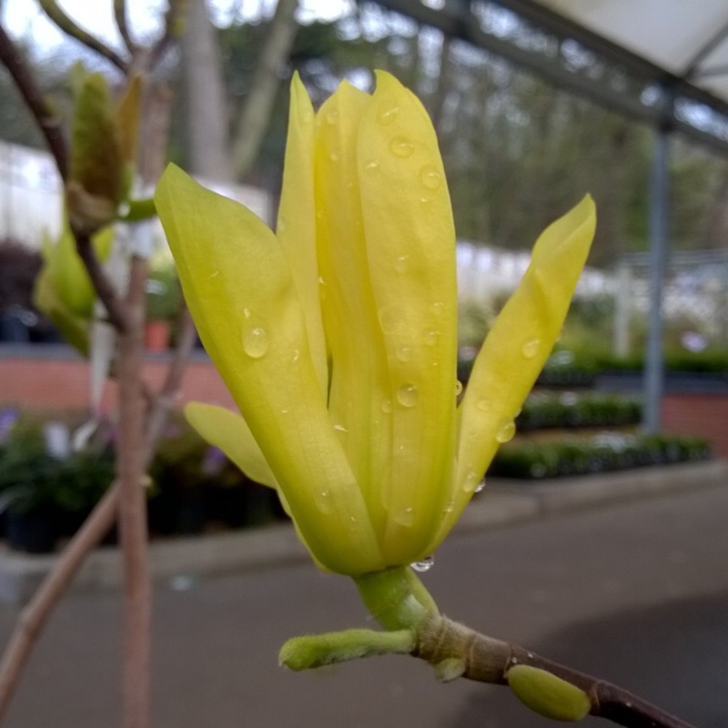 Magnolia Butterflies in the GardenTags plant encyclopedia