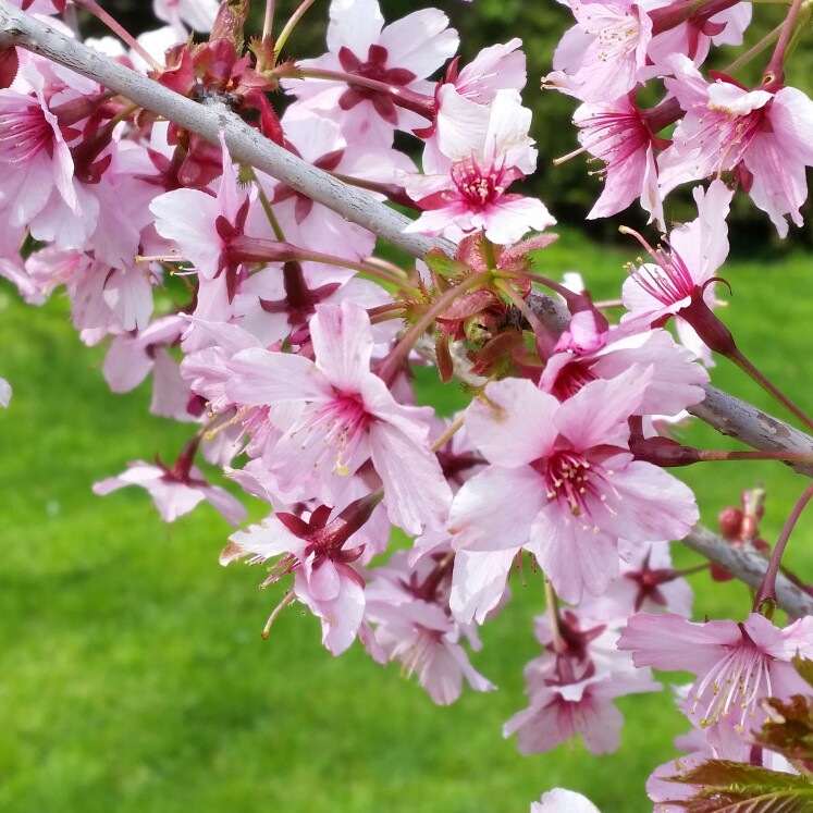 Flowering Cherry Tree Spire in the GardenTags plant encyclopedia