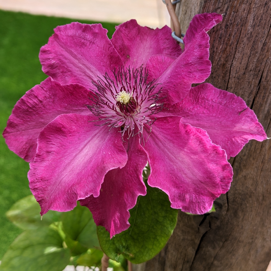 Clematis Daiyu in the GardenTags plant encyclopedia