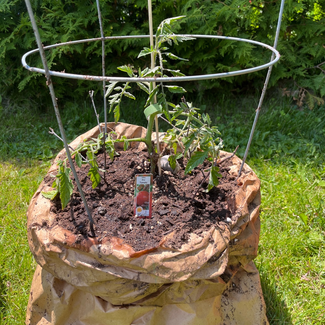 Ultra Boy Tomato in the GardenTags plant encyclopedia