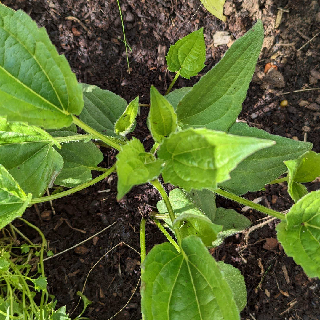 Rudbeckia fulgida var. sullivantii 'Goldsturm', Rudbeckia 'Goldsturm ...