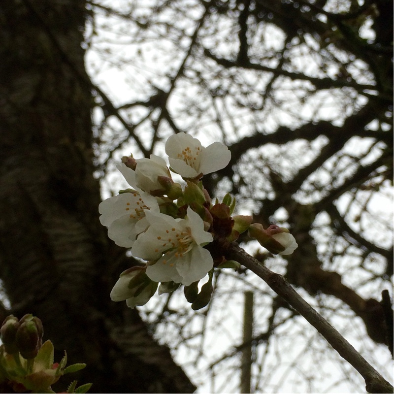 Wild Cherry in the GardenTags plant encyclopedia