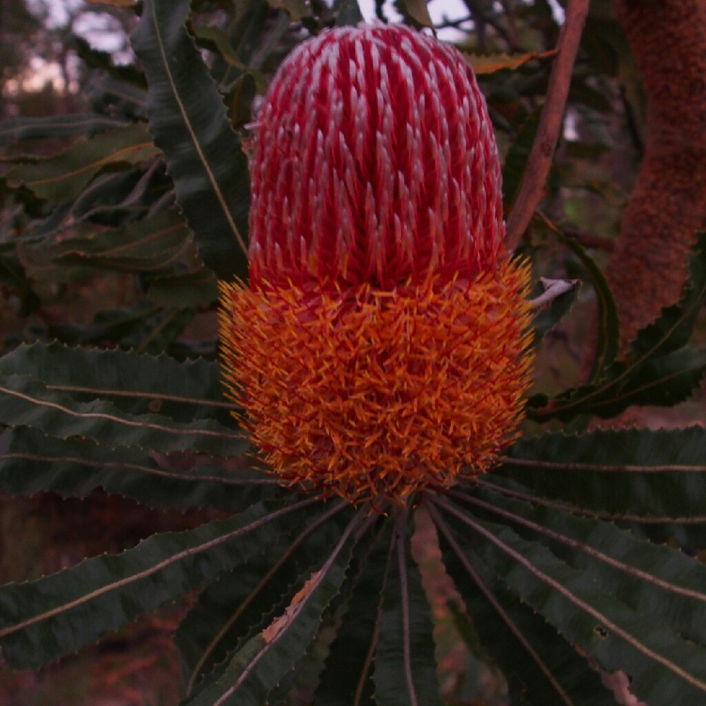 Firewood Banksia in the GardenTags plant encyclopedia