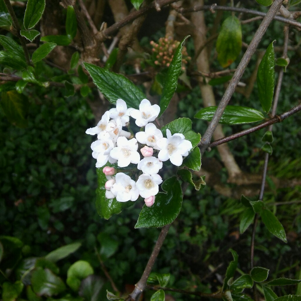 Bitchiu Viburnum in the GardenTags plant encyclopedia