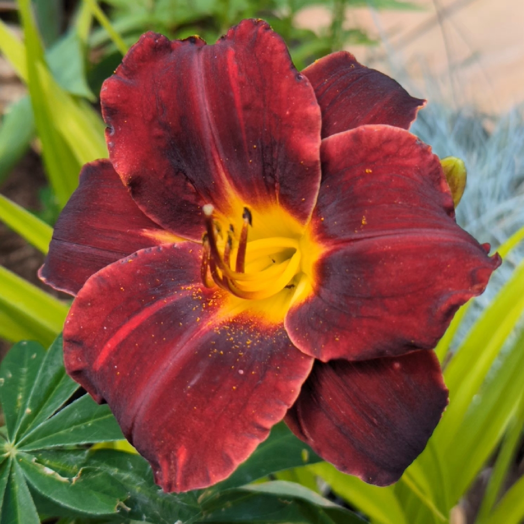 Daylily Dominic in the GardenTags plant encyclopedia