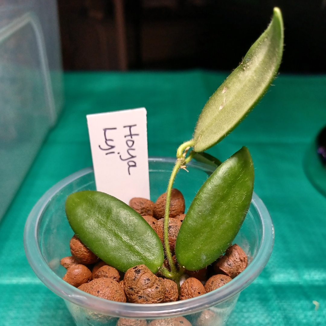 Hoya Lyi in the GardenTags plant encyclopedia