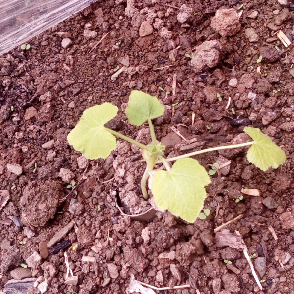 Vegetable Marrow Badger Cross in the GardenTags plant encyclopedia