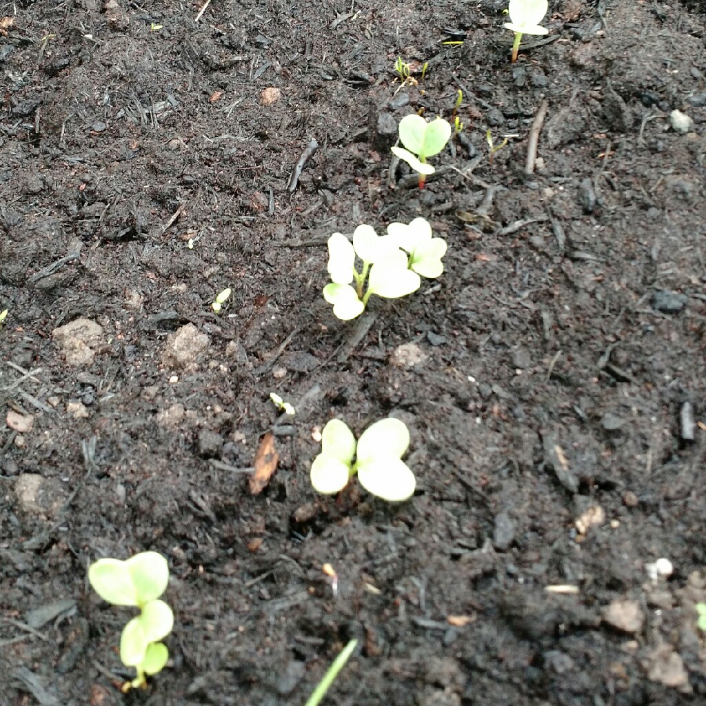 Radish Sparkler in the GardenTags plant encyclopedia