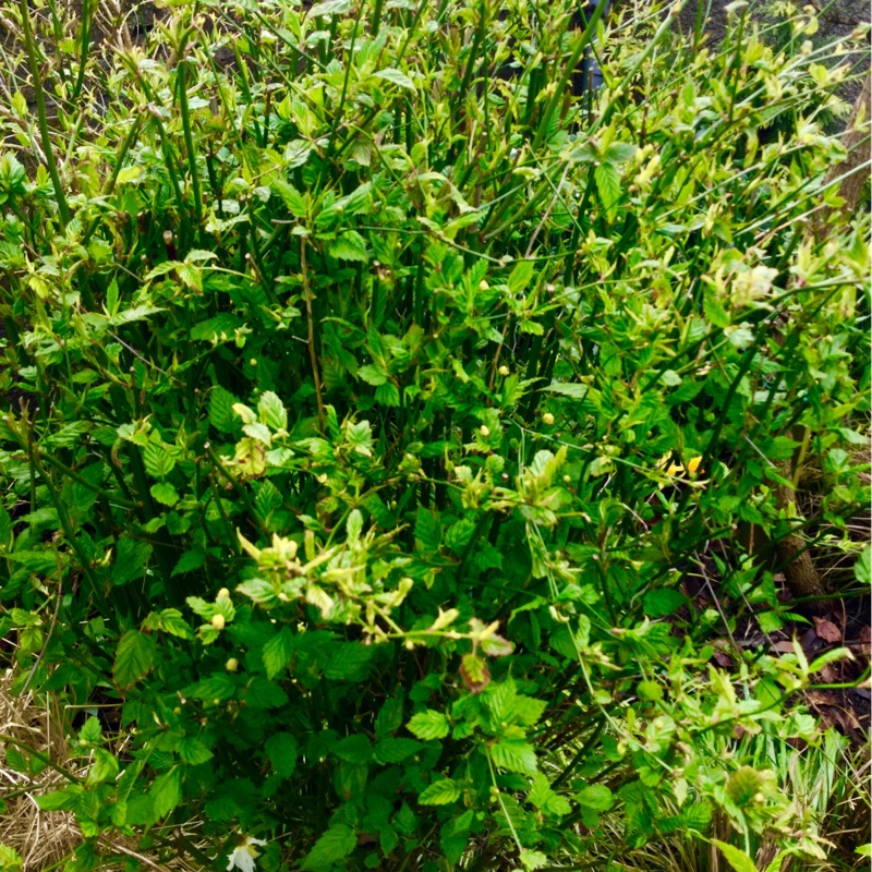 Japanese Rose Golden Guinea in the GardenTags plant encyclopedia