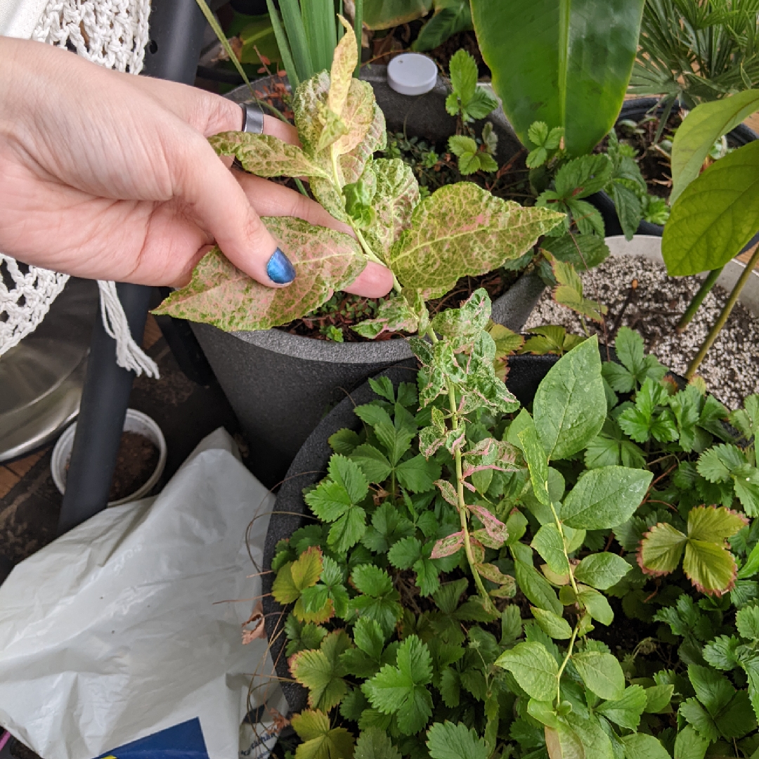 Flamingo Blueberry  in the GardenTags plant encyclopedia